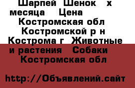 Шарпей (Шенок 2-х месяца) › Цена ­ 12 000 - Костромская обл., Костромской р-н, Кострома г. Животные и растения » Собаки   . Костромская обл.